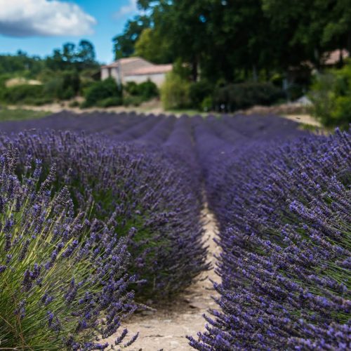 Provenza_Crinviaggio