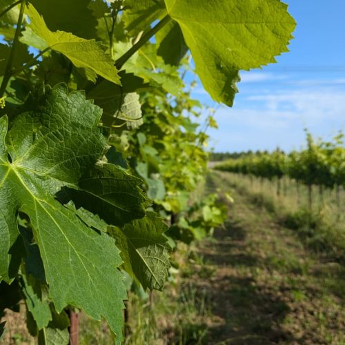 WhatsApp Image 2025-07-11 at 11.31.22