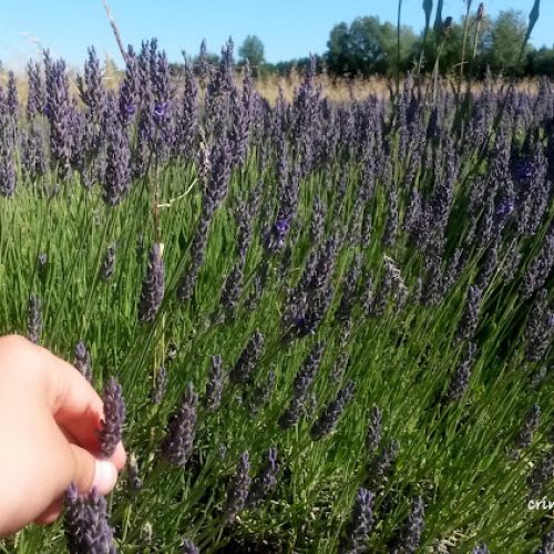 bellaria_crinviaggio